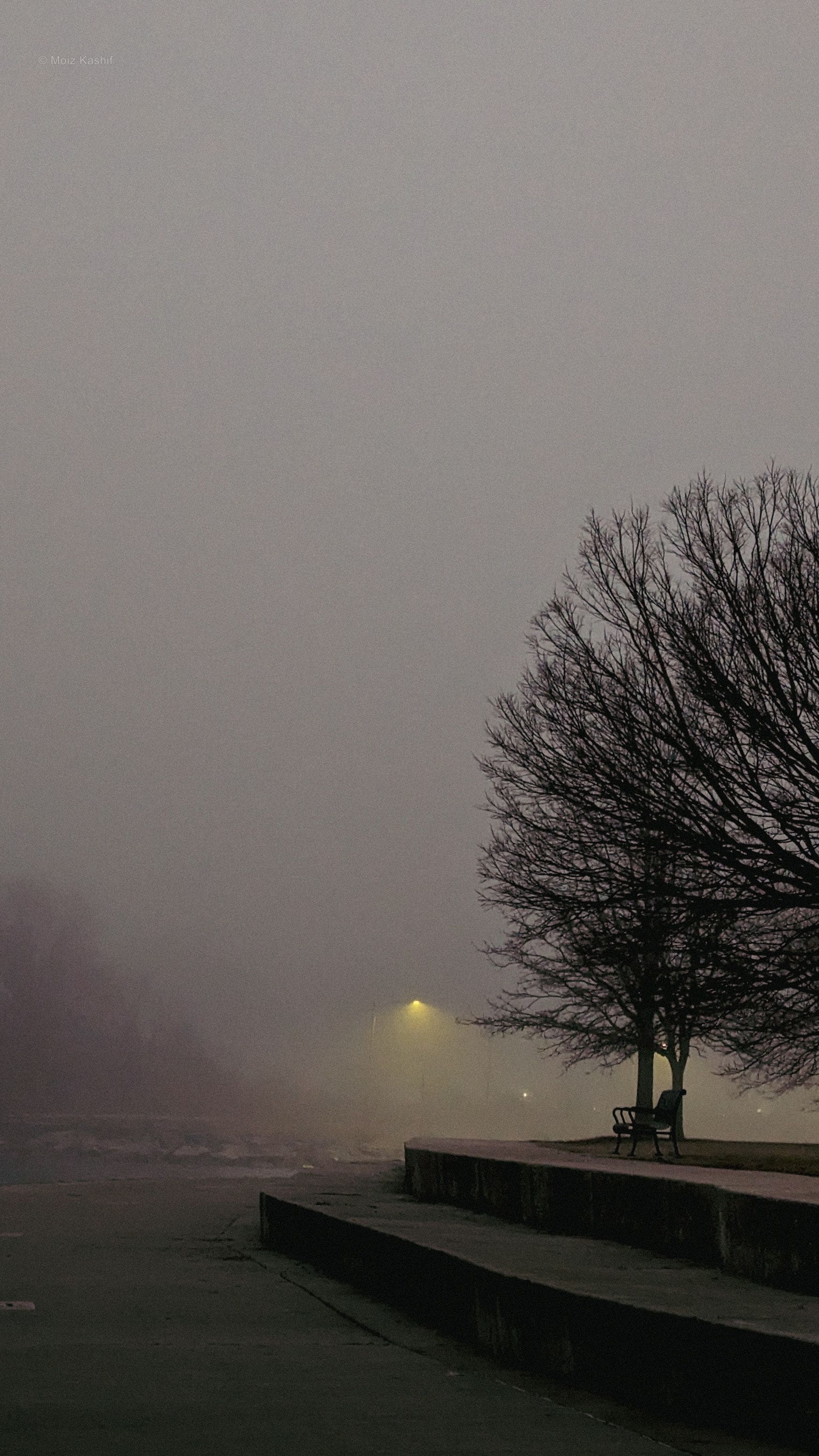 A bare tree, empty bench, and lakefront path disappearing into dense fog.