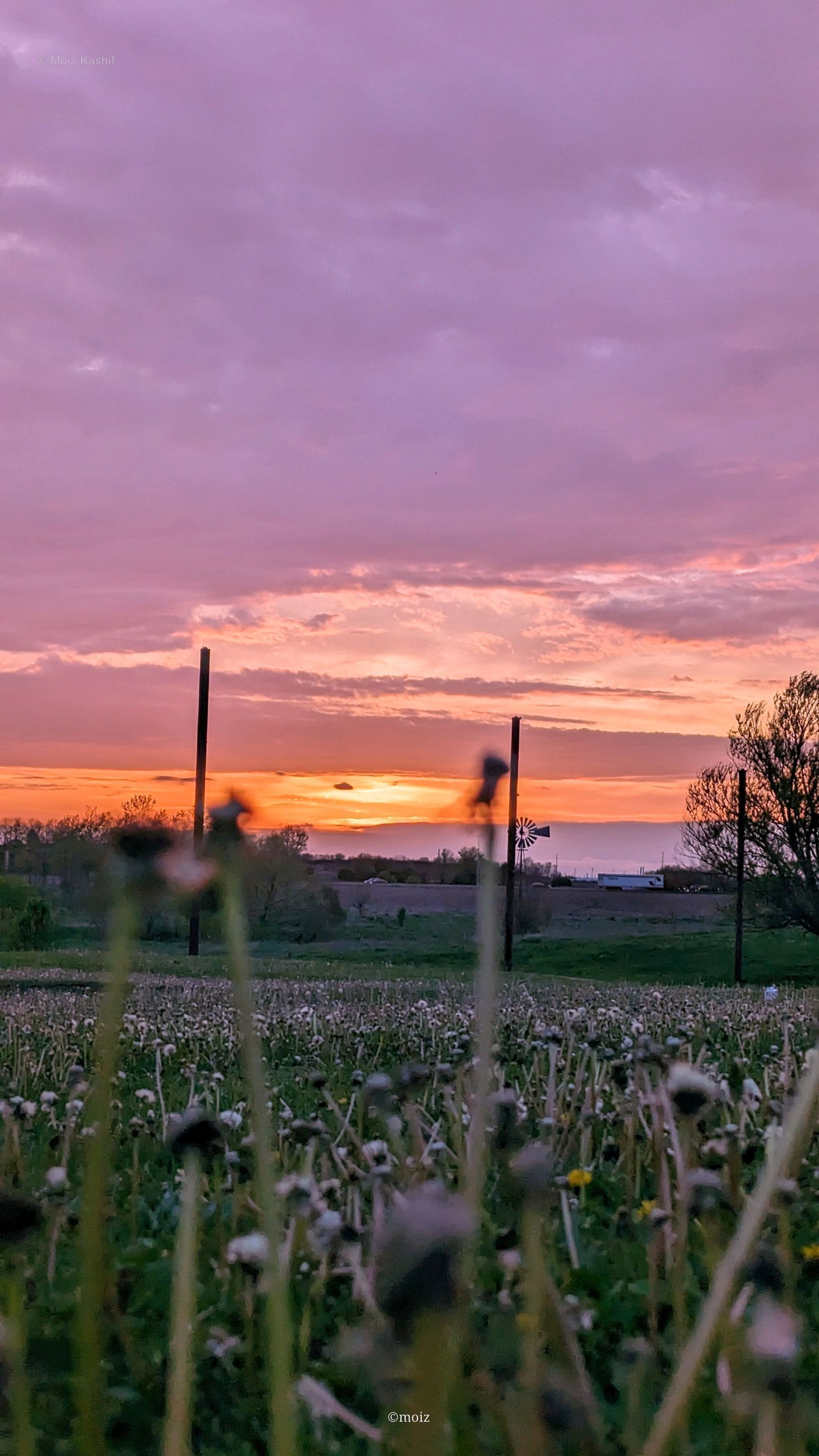 A low sunset seen through tall plants beneath a lavender sky.