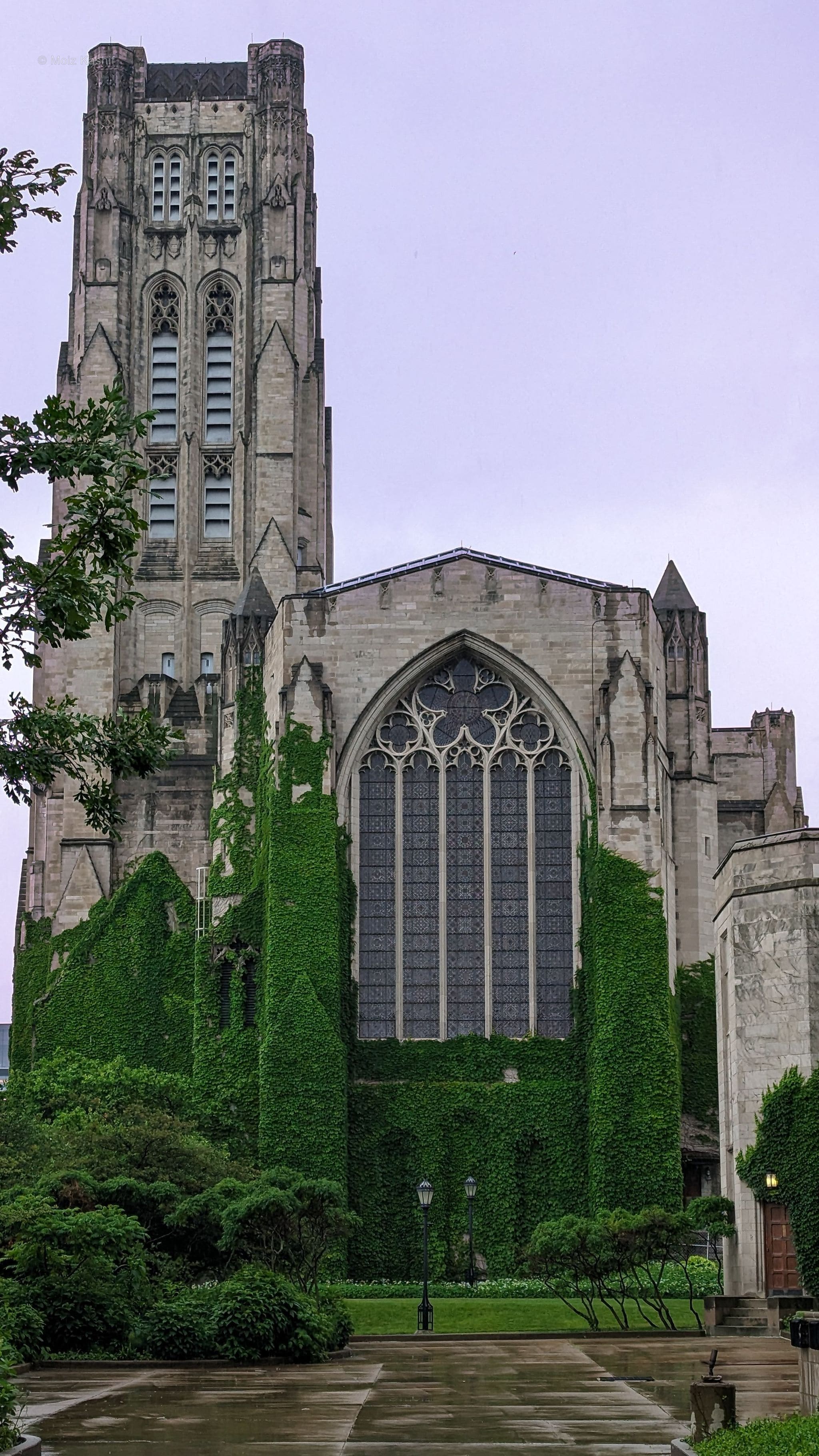 A Gothic stone church covered in green ivy after rain.