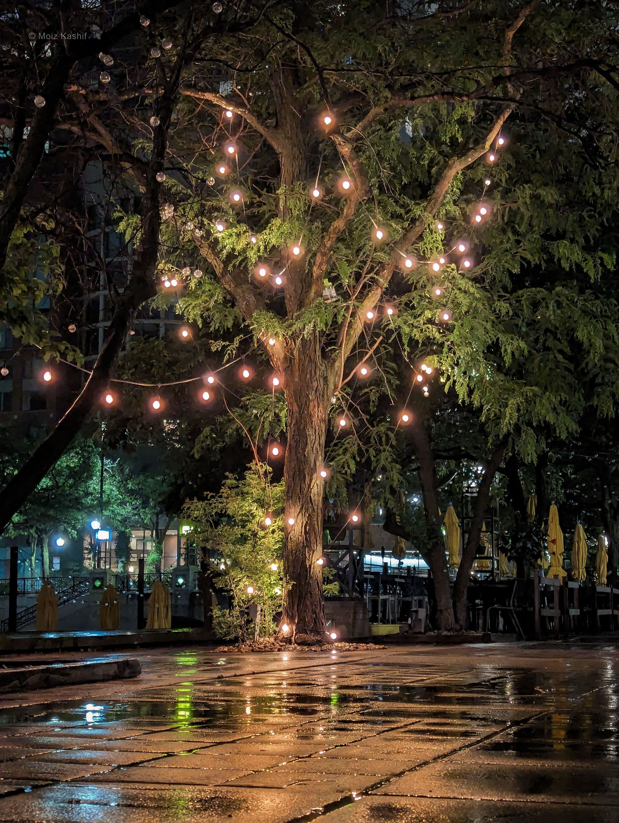 A tree wrapped in warm lights reflected across a rain-wet plaza.