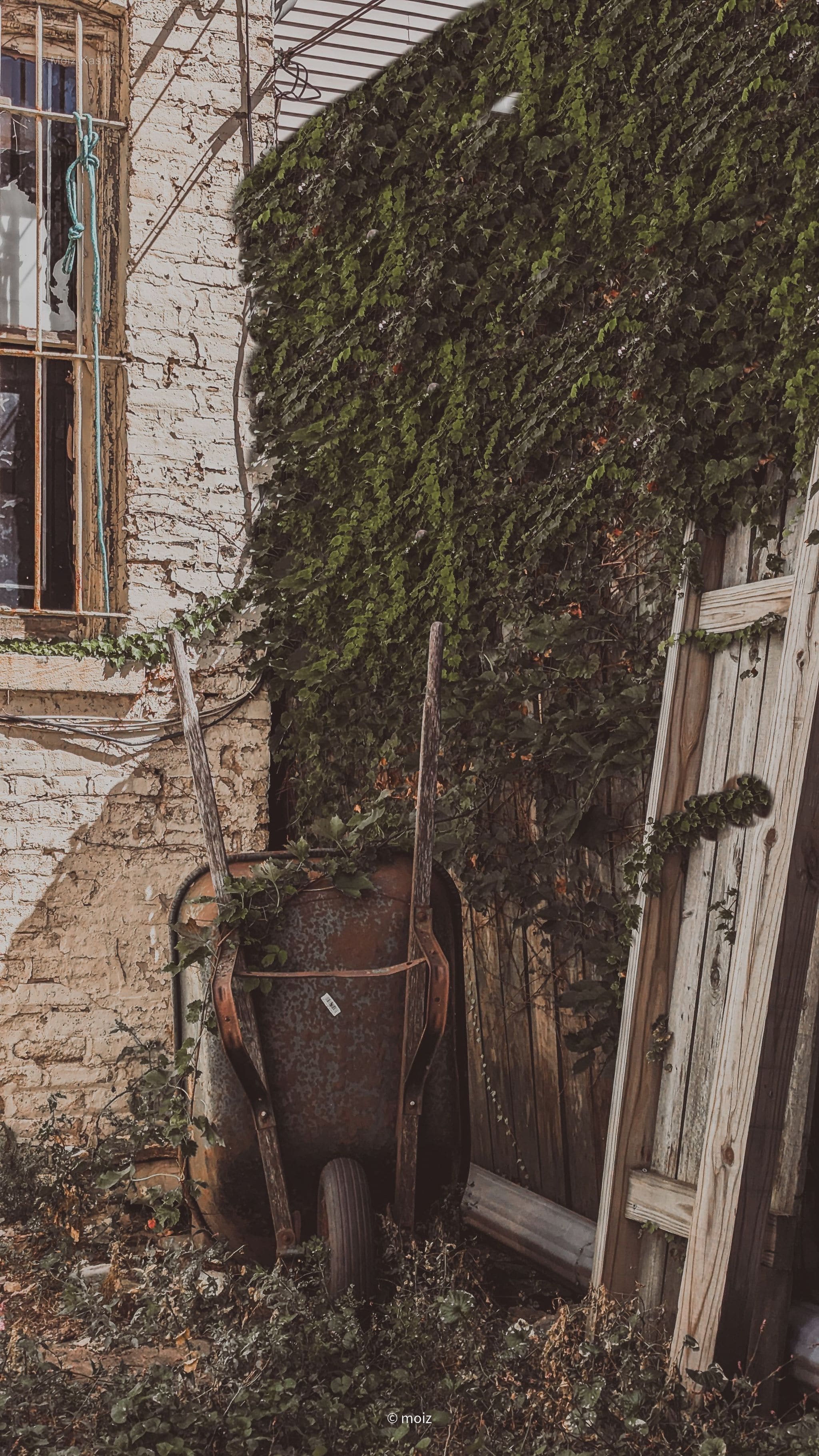 An abandoned doorway almost consumed by vines and dry grass.